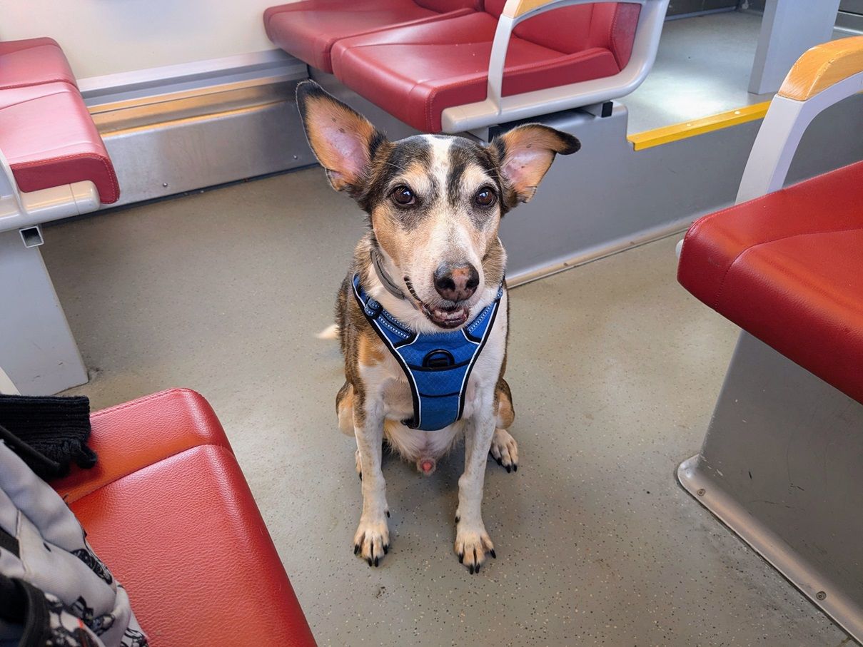 boete hond trein